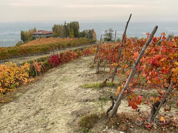 Vendita vigneto Gené Farigliano CN