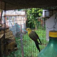 Pappagalli coda nera