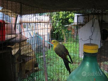 Pappagalli coda nera