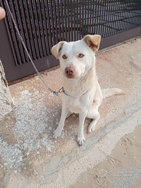 Mix pastore tedesco maremmano