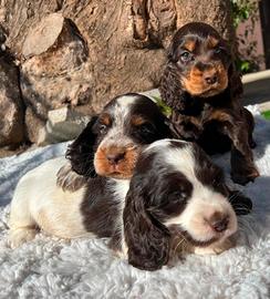 Cocker spaniel inglese