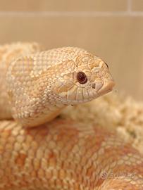 Heterodon nasicus: 6 esemplari, morph selezionati