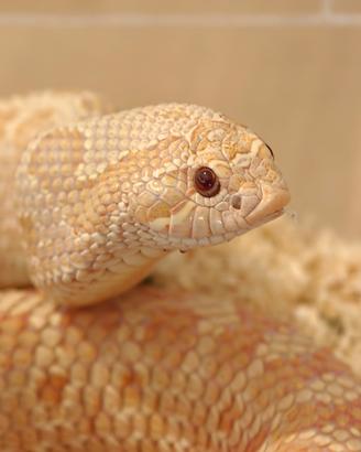 Heterodon nasicus: 6 esemplari, morph selezionati