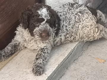 Lagotto romagnolo