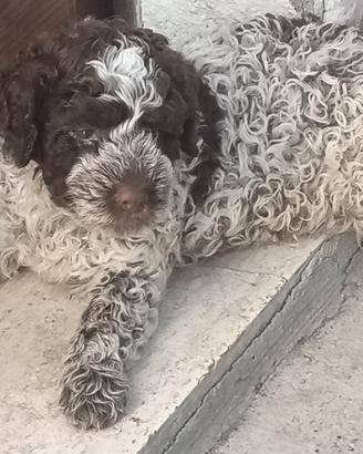 Lagotto romagnolo
