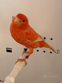 Canarina rossa