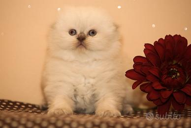 Scottish fold, Scottish straight