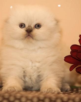 Scottish fold, Scottish straight