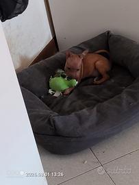 Pincher toy