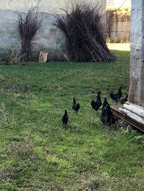 Gallinelle australorp