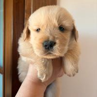 Golden retriever americani