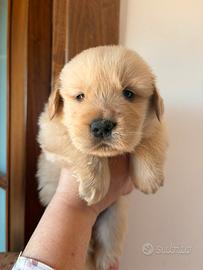 Golden retriever americani