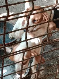 Cuccioli di Beagle