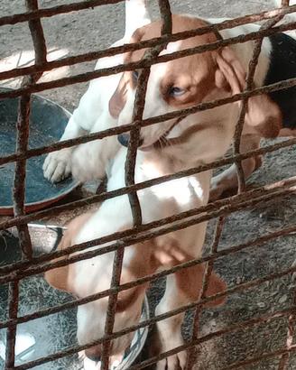 Cuccioli di Beagle