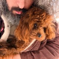 Barboncino femmina 15 mesi cinese asiatica Red