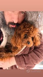 Barboncino femmina 15 mesi cinese asiatica Red