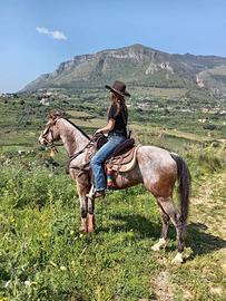 Stupenda Appaloosa