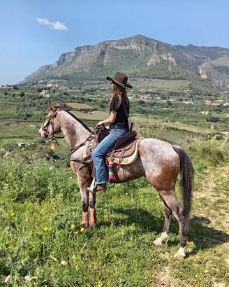 Stupenda Appaloosa