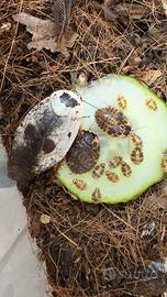 Starter Kit / Colony Gyna caffrorum