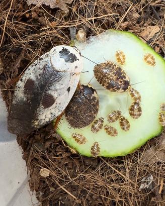 Starter Kit / Colony Gyna caffrorum
