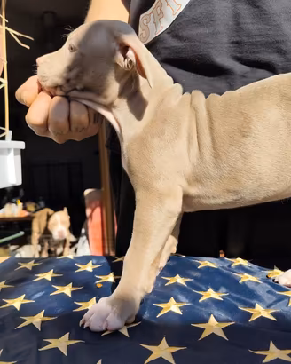 Cucciola di American Pitbull Terrier con pedigree