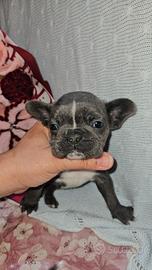 Bulldog francese blu petto bianco