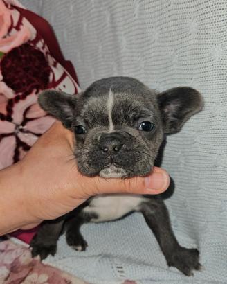 Bulldog francese blu petto bianco