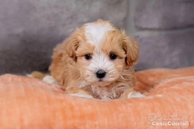 Maltipoo mini toy