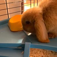 CONIGLIO NANO Minilop di 4 mesi con GABBIETTA