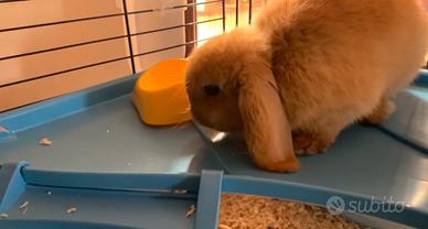 CONIGLIO NANO Minilop di 4 mesi con GABBIETTA