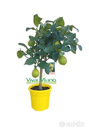 Pianta di Limone CON FRUTTO  🍋 - vaso Ø 20 Giallo