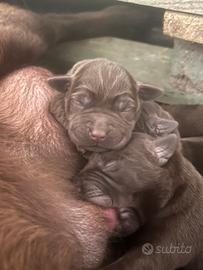 Labrador cuccioli cioccolato con pedigree Enci