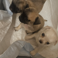 Vando cuccioli Chihuahua