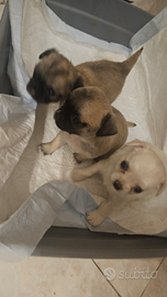 Vando cuccioli Chihuahua