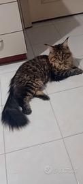 Maschietto Maine Coon 13 mesi disponibile?