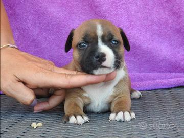Staffordshire bull terrier