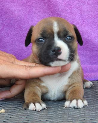 Staffordshire bull terrier