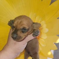 Bassotto kaninchen fulvo