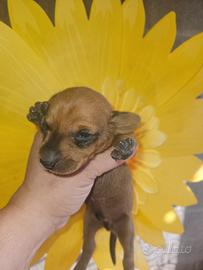 Bassotto kaninchen fulvo