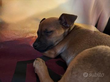 Pincher nano femmina