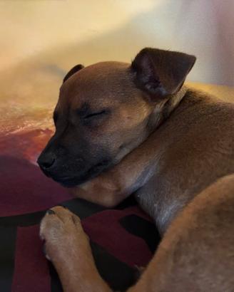 Pincher nano femmina