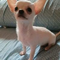 Stalloncino Chihuahua bianco