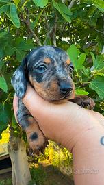 Cucciolo di bassotto