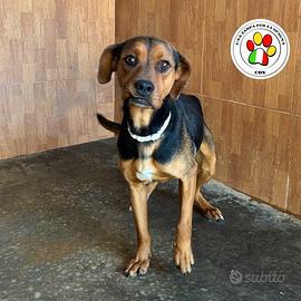 FAELAN un piccolo amore