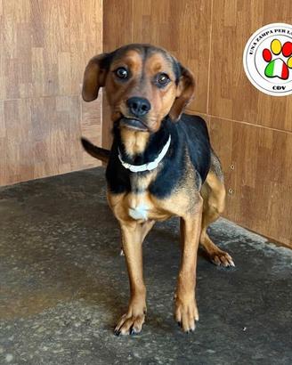 FAELAN un piccolo amore