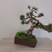 Bonsai Pino Mugo