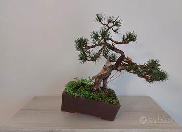 Bonsai Pino Mugo