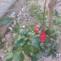 Lotto piante da giardino -solo ritiro di persona