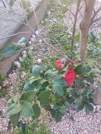 Lotto piante da giardino -solo ritiro di persona