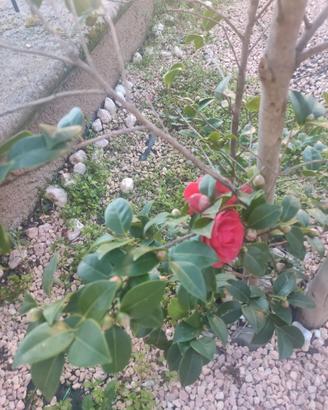 Lotto piante da giardino -solo ritiro di persona